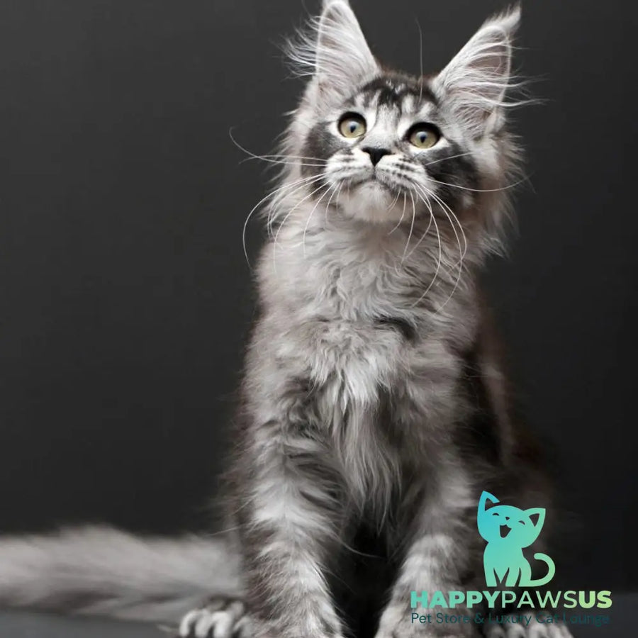 Kiara Maine Coon polydactyl 6x6x6x6 female black silver ticked tabby - live animals