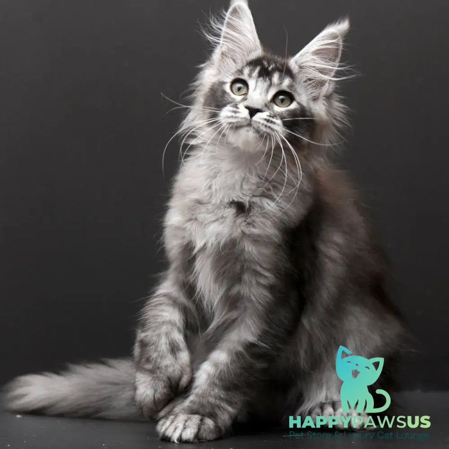Kiara Maine Coon polydactyl 6x6x6x6 female black silver ticked tabby - live animals