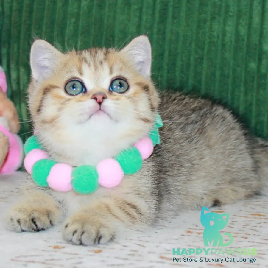 Kiara Munchkin female chocolate golden spotted tabby - live animals