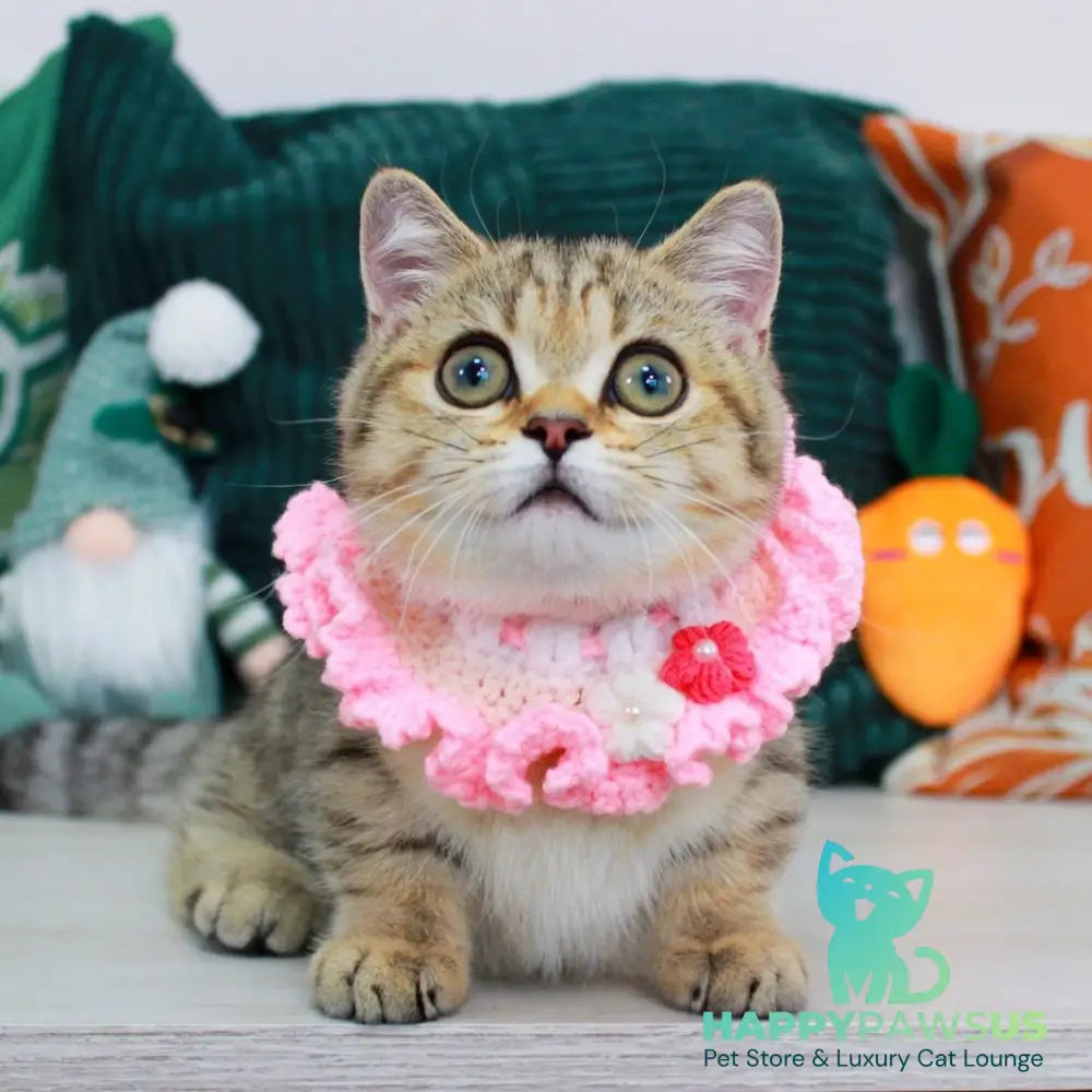 Kiara Munchkin female chocolate golden spotted tabby - live animals