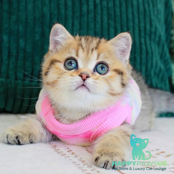 Kiara Munchkin female chocolate golden spotted tabby - live animals