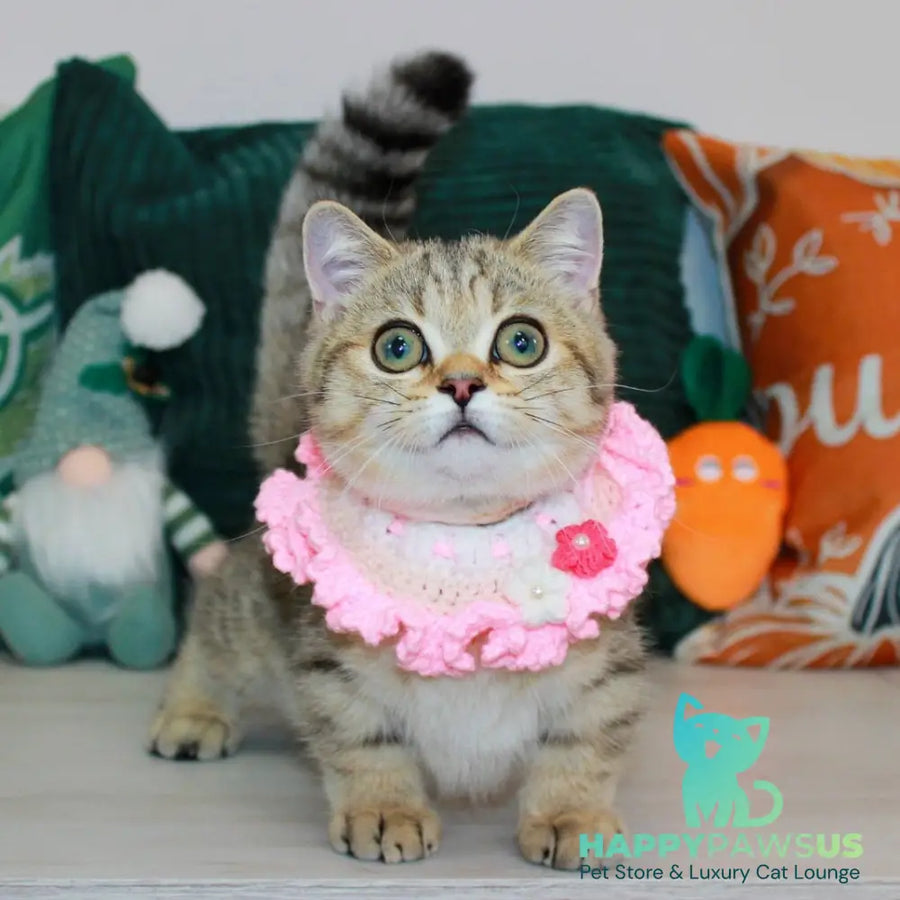 Kiara Munchkin female chocolate golden spotted tabby - live animals