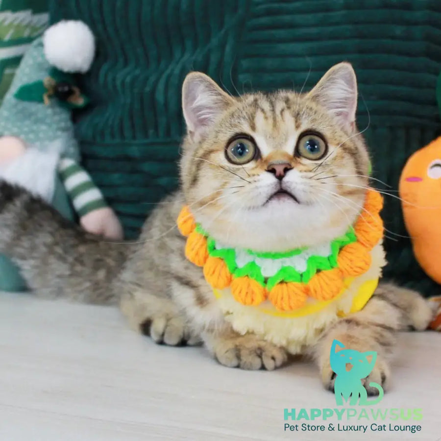 Kiara Munchkin female chocolate golden spotted tabby - live animals