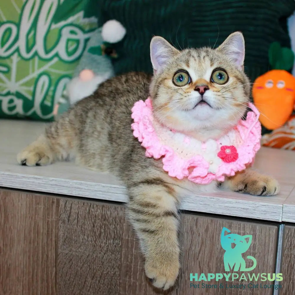 Kiara Munchkin female chocolate golden spotted tabby - live animals