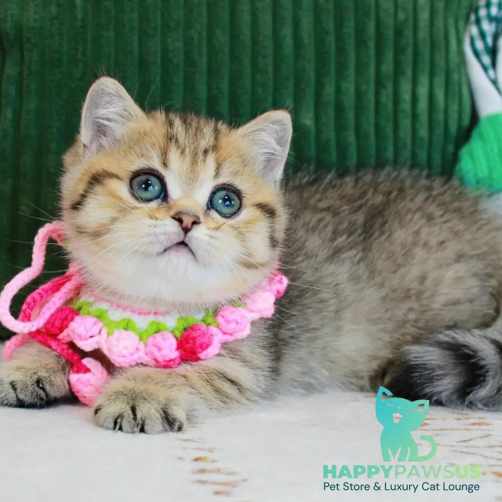Kiara Munchkin female chocolate golden spotted tabby - live animals