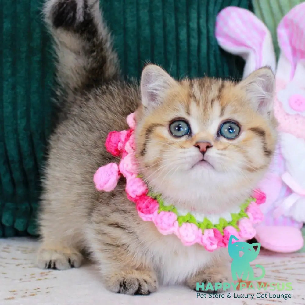 Kiara Munchkin female chocolate golden spotted tabby - live animals