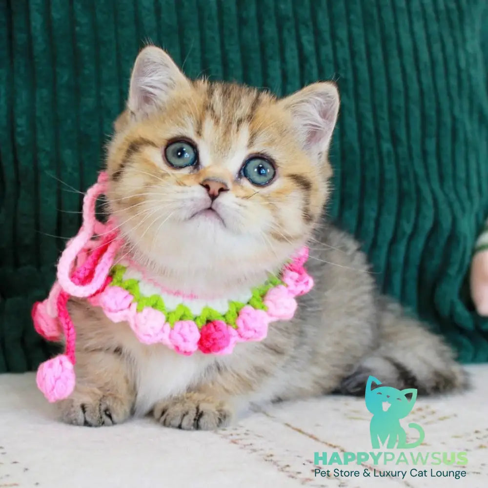 Kiara Munchkin female chocolate golden spotted tabby - live animals