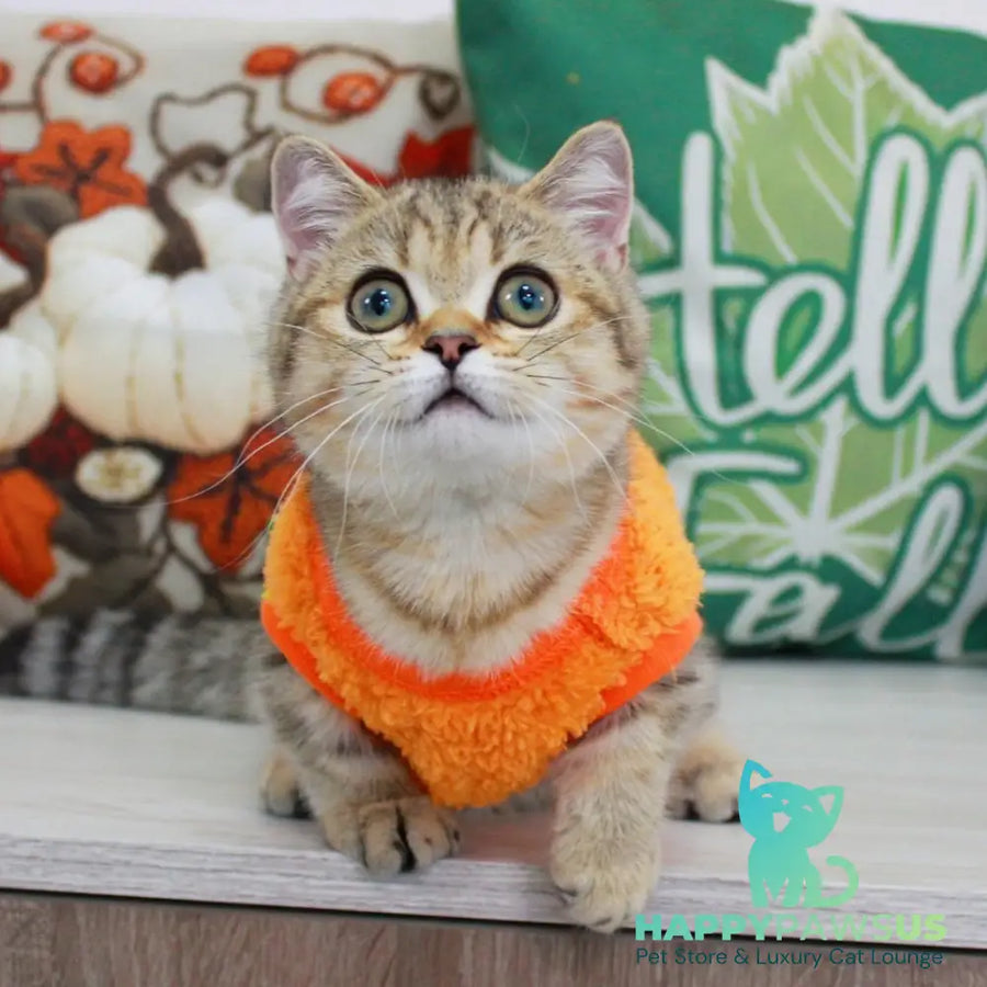 Kiara Munchkin female chocolate golden spotted tabby - live animals