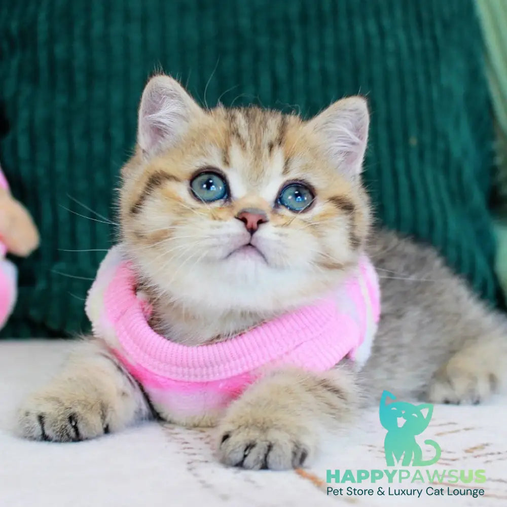 Kiara Munchkin female chocolate golden spotted tabby - live animals