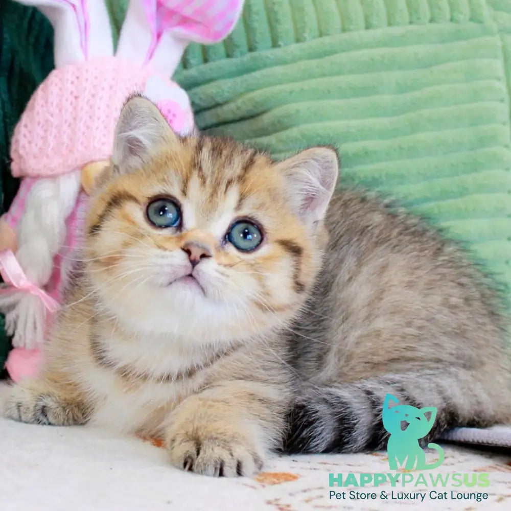Kiara Munchkin female chocolate golden spotted tabby - live animals
