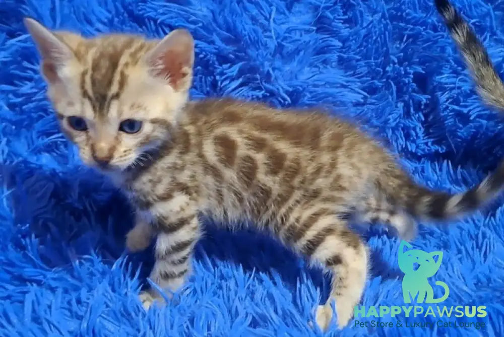 Kiki Bengal female black spotted tabby pointed - live animals