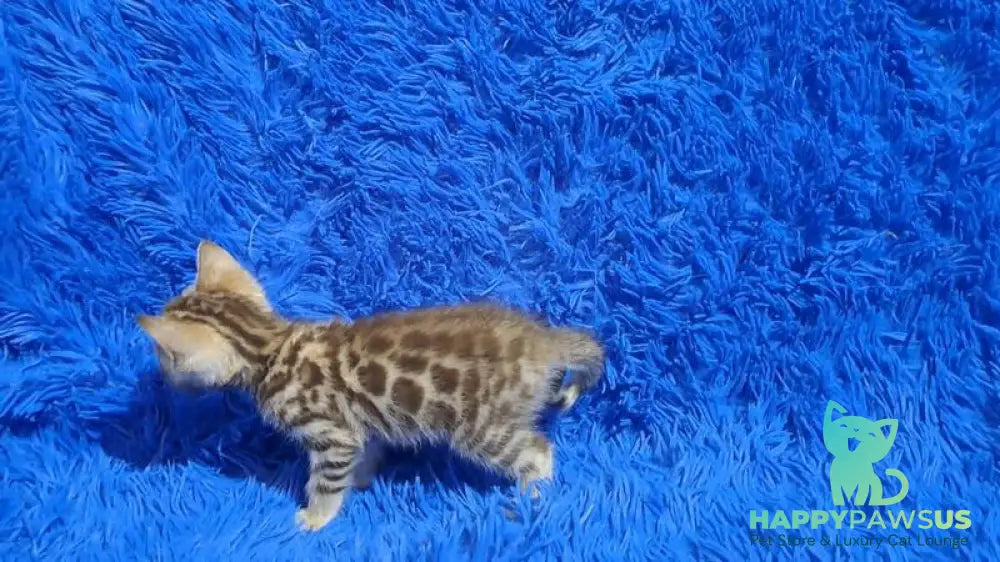 Kiki Bengal female black spotted tabby pointed - live animals