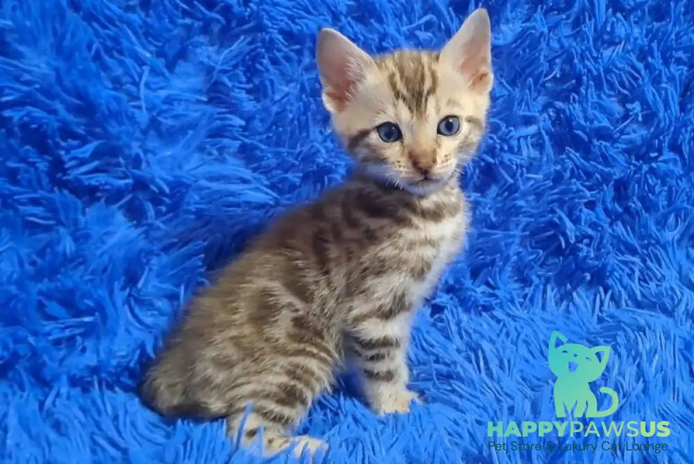 Kiki Bengal female black spotted tabby pointed - live animals