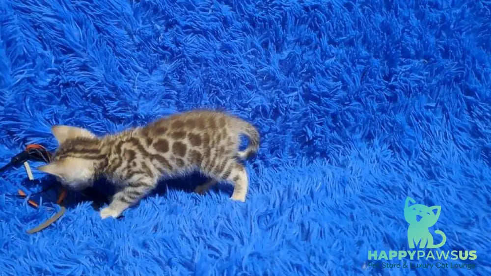 Kiki Bengal female black spotted tabby pointed - live animals