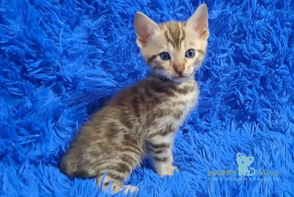 Kiki Bengal female black spotted tabby pointed - live animals