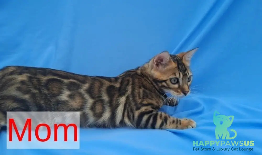 Kiki Bengal female black spotted tabby pointed - live animals