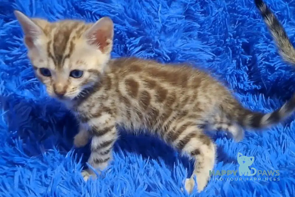 Kiki Bengal female black spotted tabby pointed - live animals