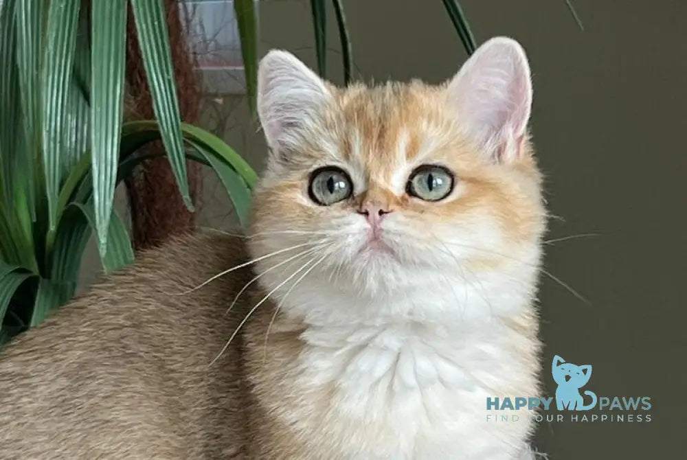Kiki British Shorthair female black golden shaded live animals