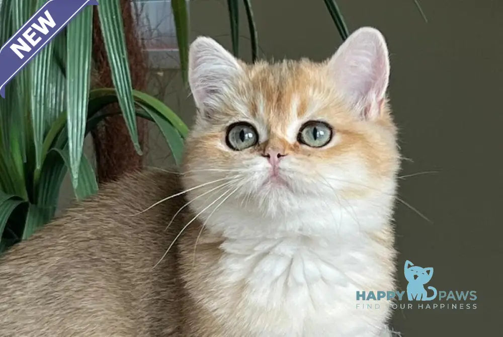 Kiki British Shorthair female black golden shaded live animals