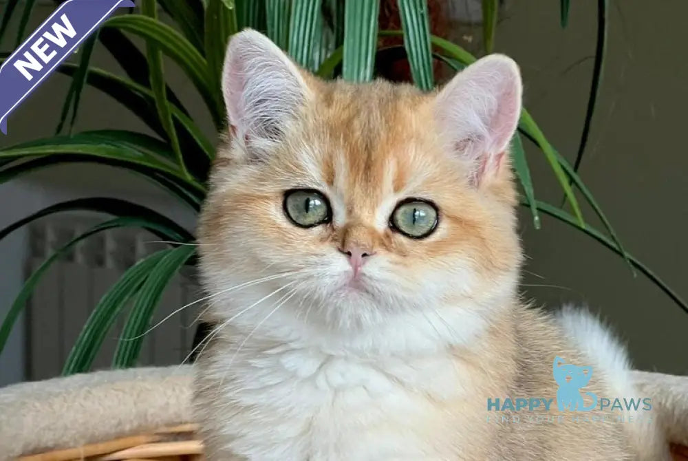 Kiki British Shorthair female black golden shaded live animals