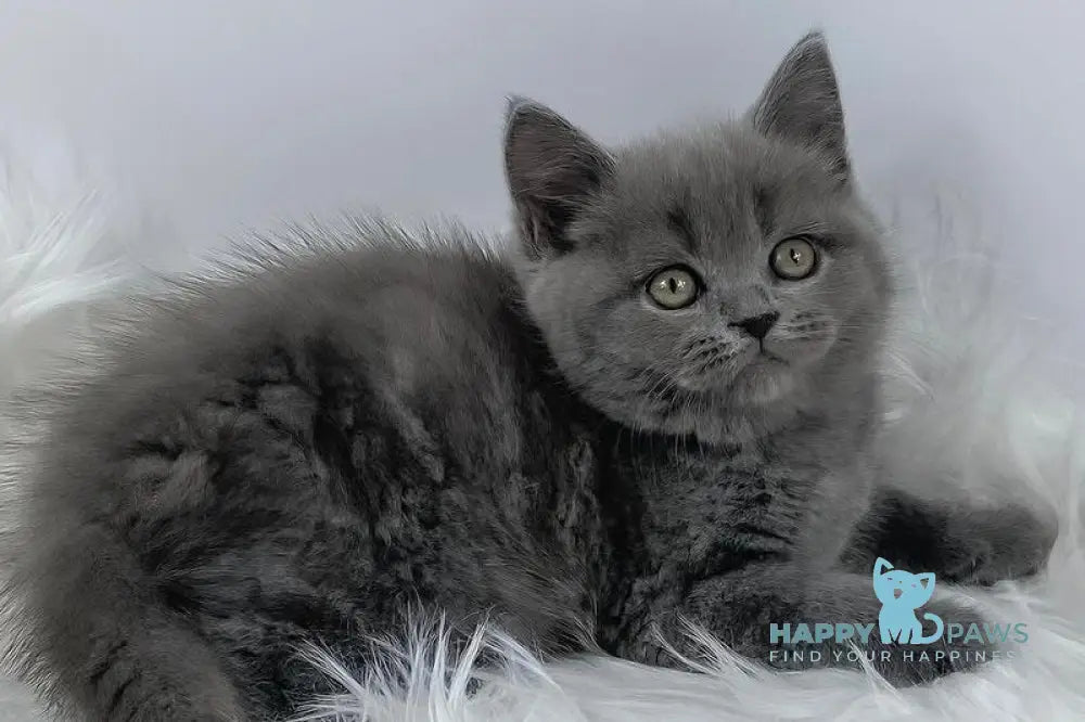 Kiki British Shorthair female blue live animals
