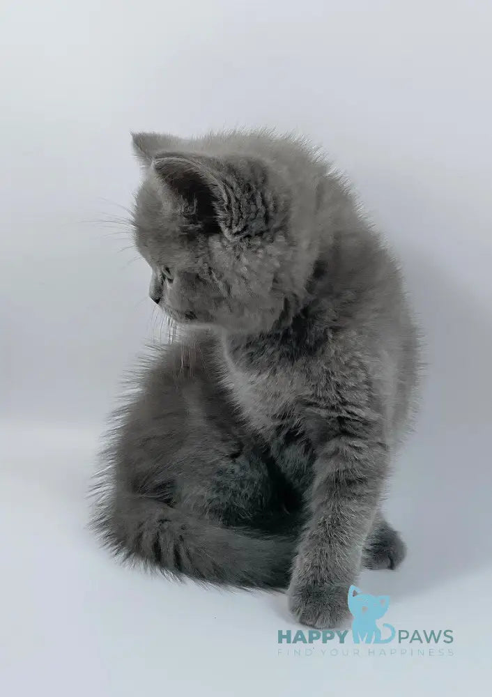 Kiki British Shorthair female blue live animals