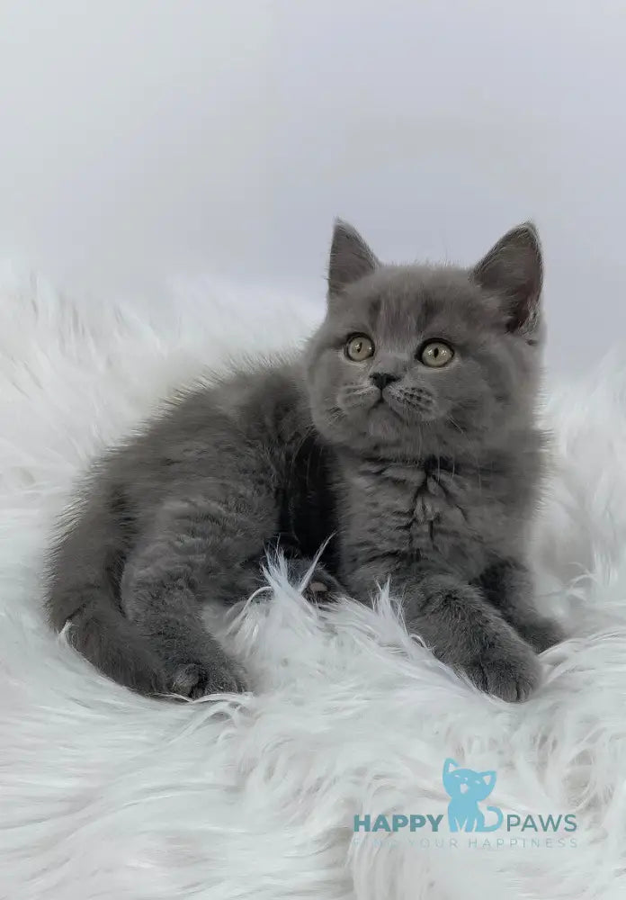 Kiki British Shorthair female blue live animals
