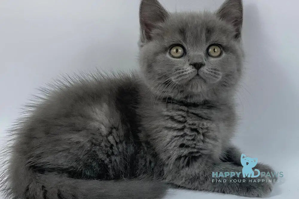 Kiki British Shorthair female blue live animals