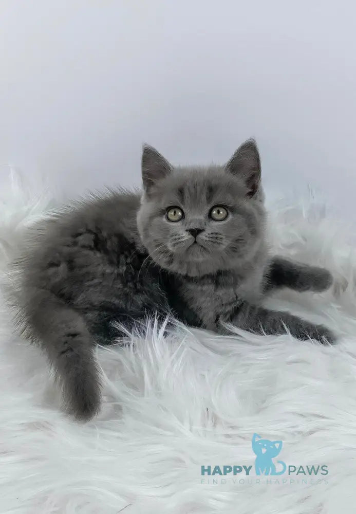 Kiki British Shorthair female blue live animals