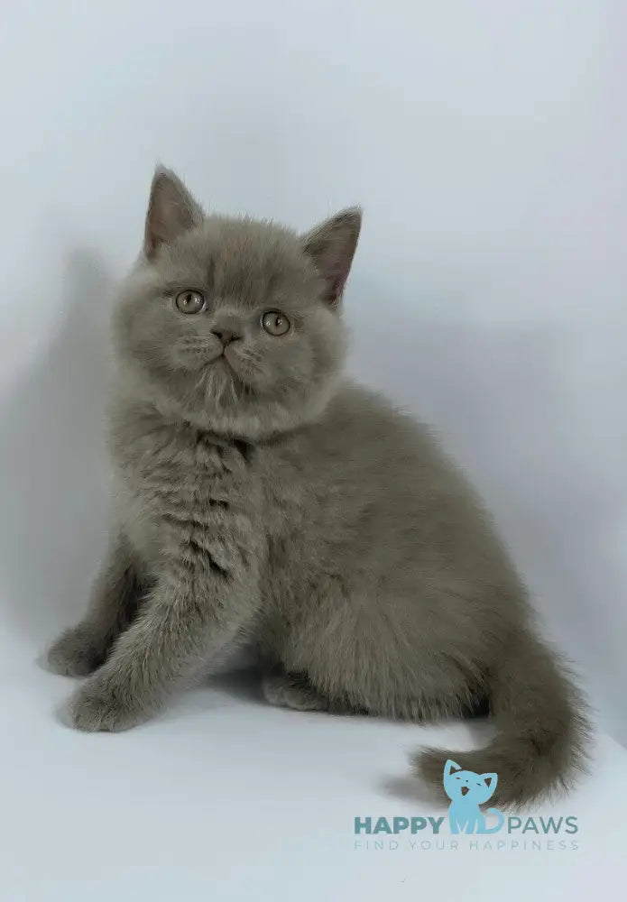 Kiki British Shorthair female blue live animals
