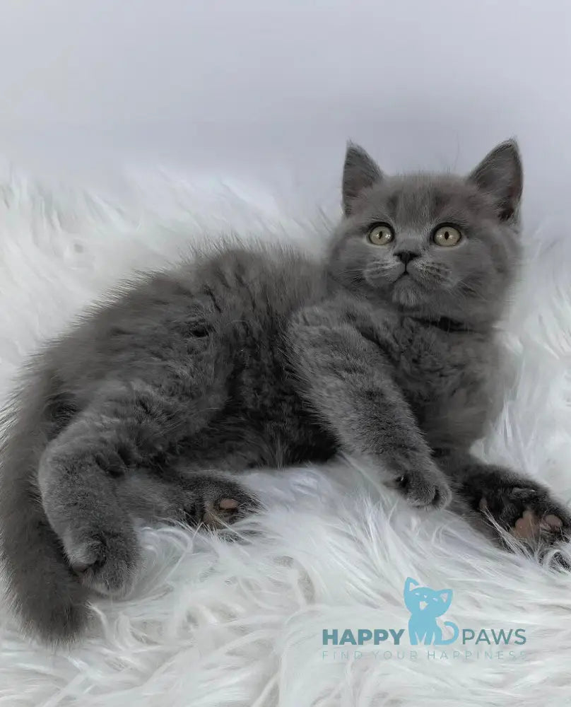 Kiki British Shorthair female blue live animals