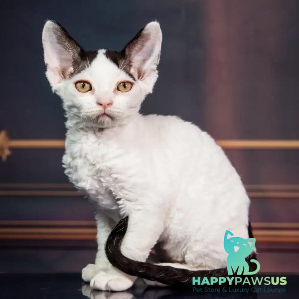 Kiki Devon Rex female black harlequin - live animals