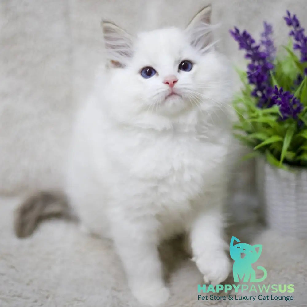 Kiki Ragdoll female black bicolour tabby - live animals