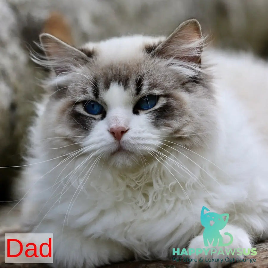 Kiki Ragdoll female black bicolour tabby - live animals