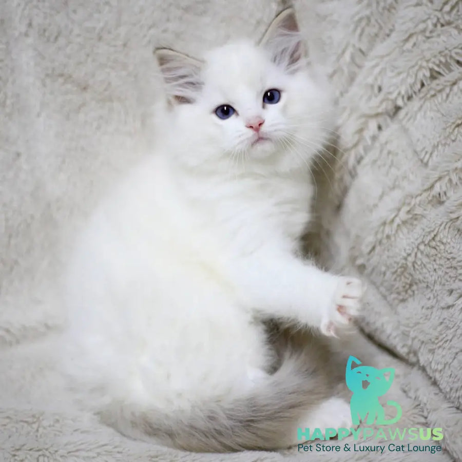 Kiki Ragdoll female black bicolour tabby - live animals