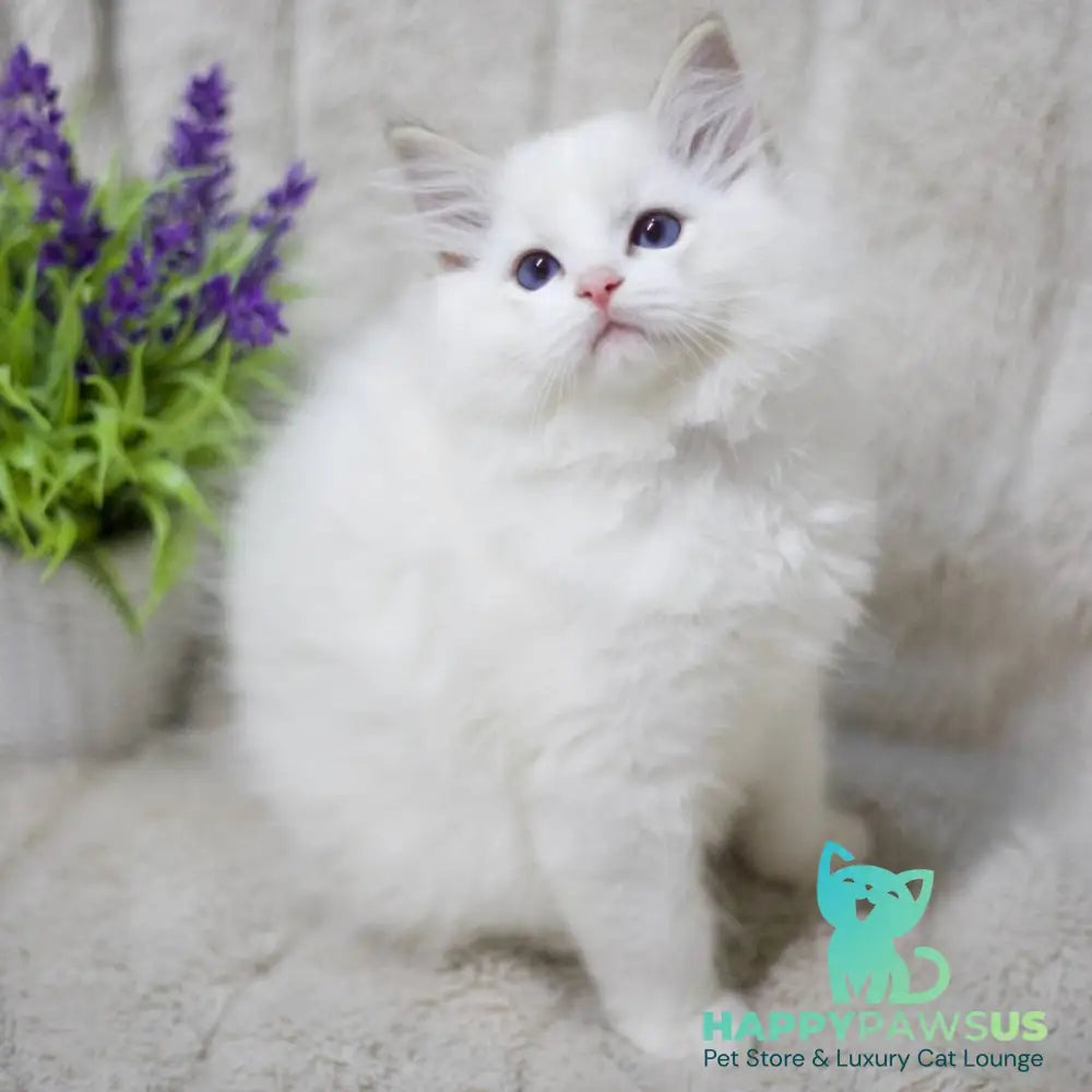 Kiki Ragdoll female black bicolour tabby - live animals