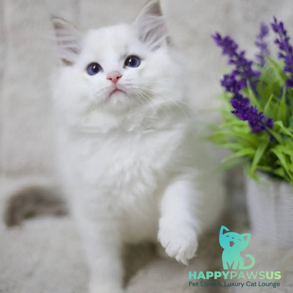 Kiki Ragdoll female black bicolour tabby - live animals
