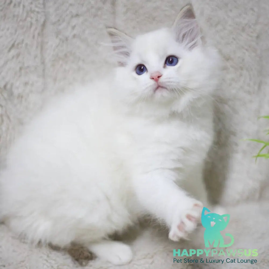 Kiki Ragdoll female black bicolour tabby - live animals