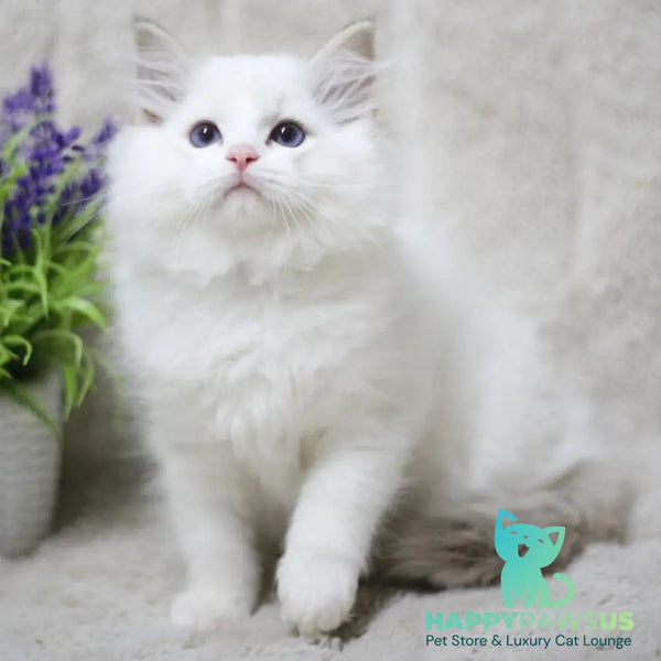 Kiki Ragdoll female black bicolour tabby - live animals