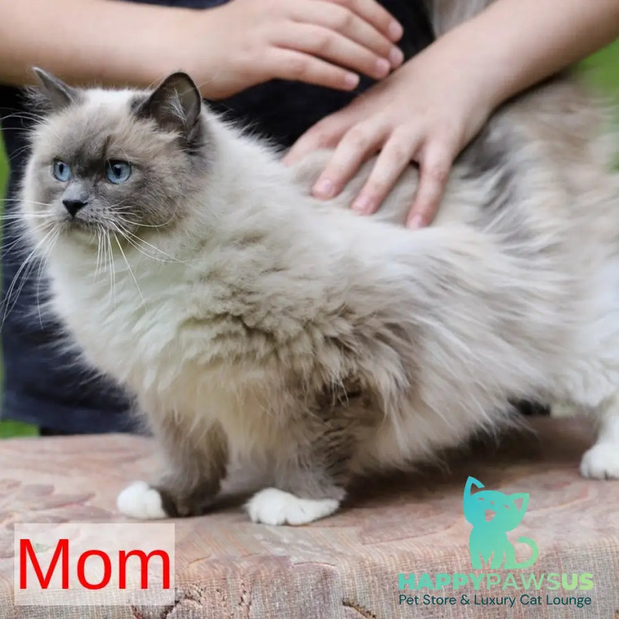 Kiki Ragdoll female black bicolour tabby - live animals