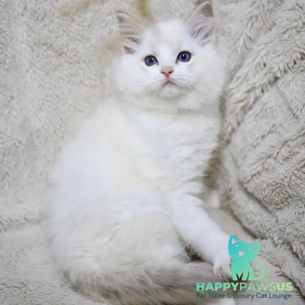Kiki Ragdoll female black bicolour tabby - live animals