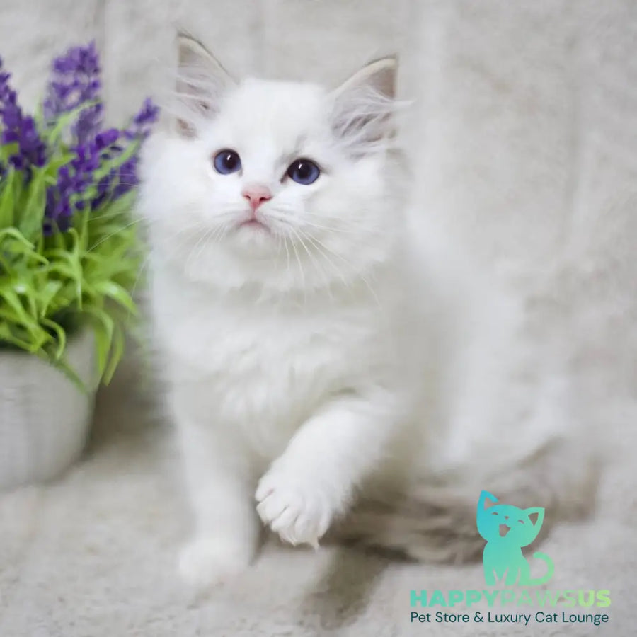 Kiki Ragdoll female black bicolour tabby - live animals