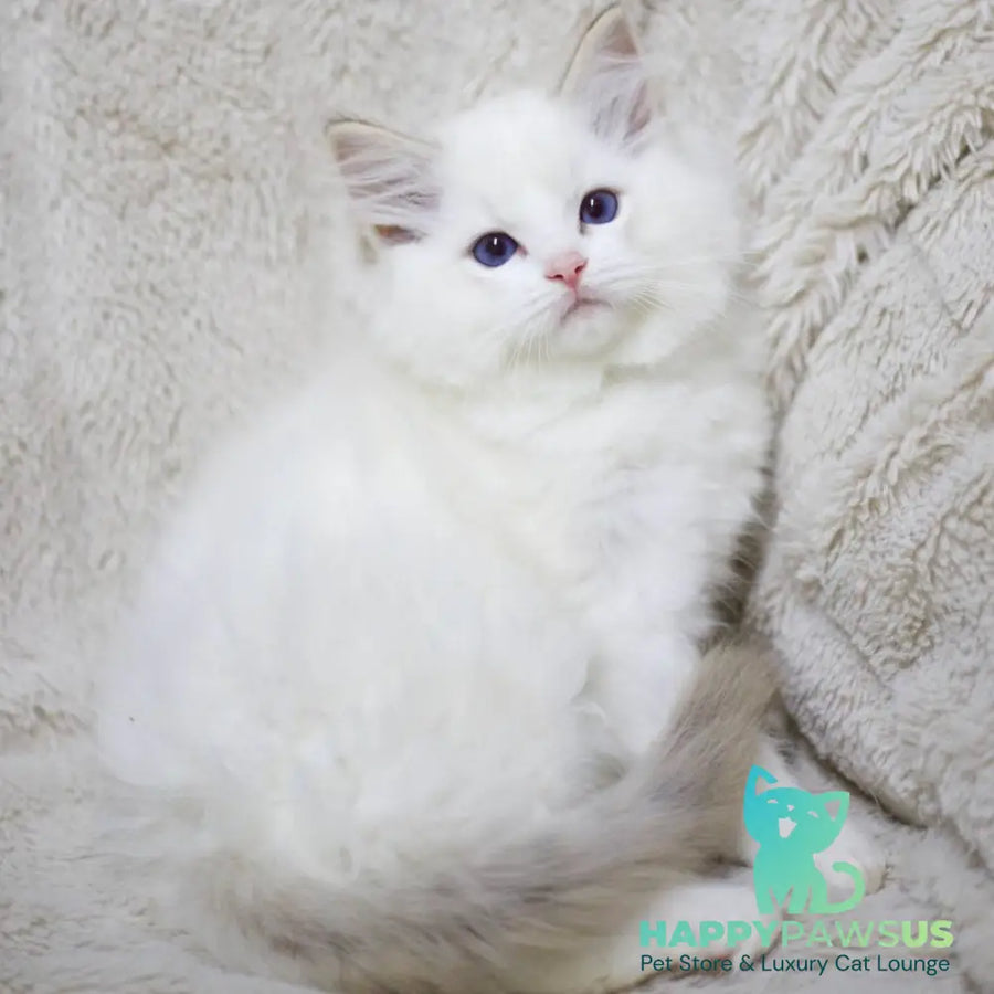 Kiki Ragdoll female black bicolour tabby - live animals