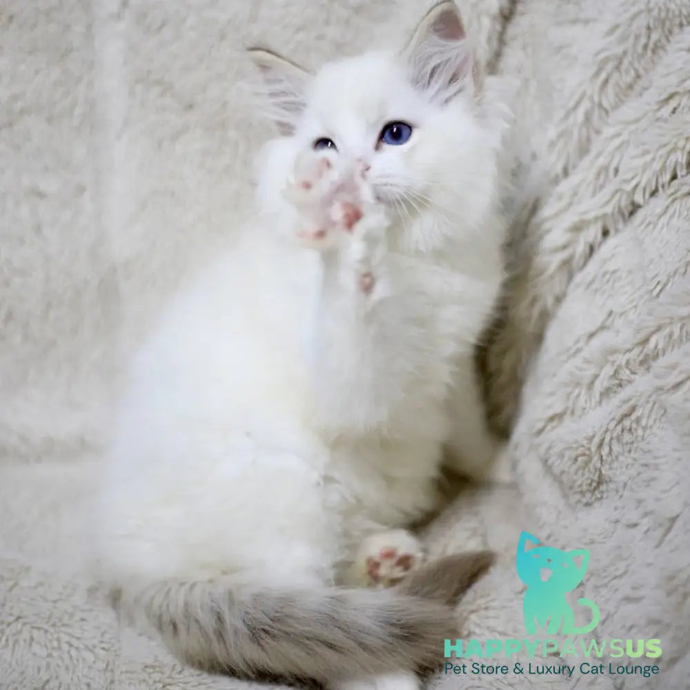 Kiki Ragdoll female black bicolour tabby - live animals