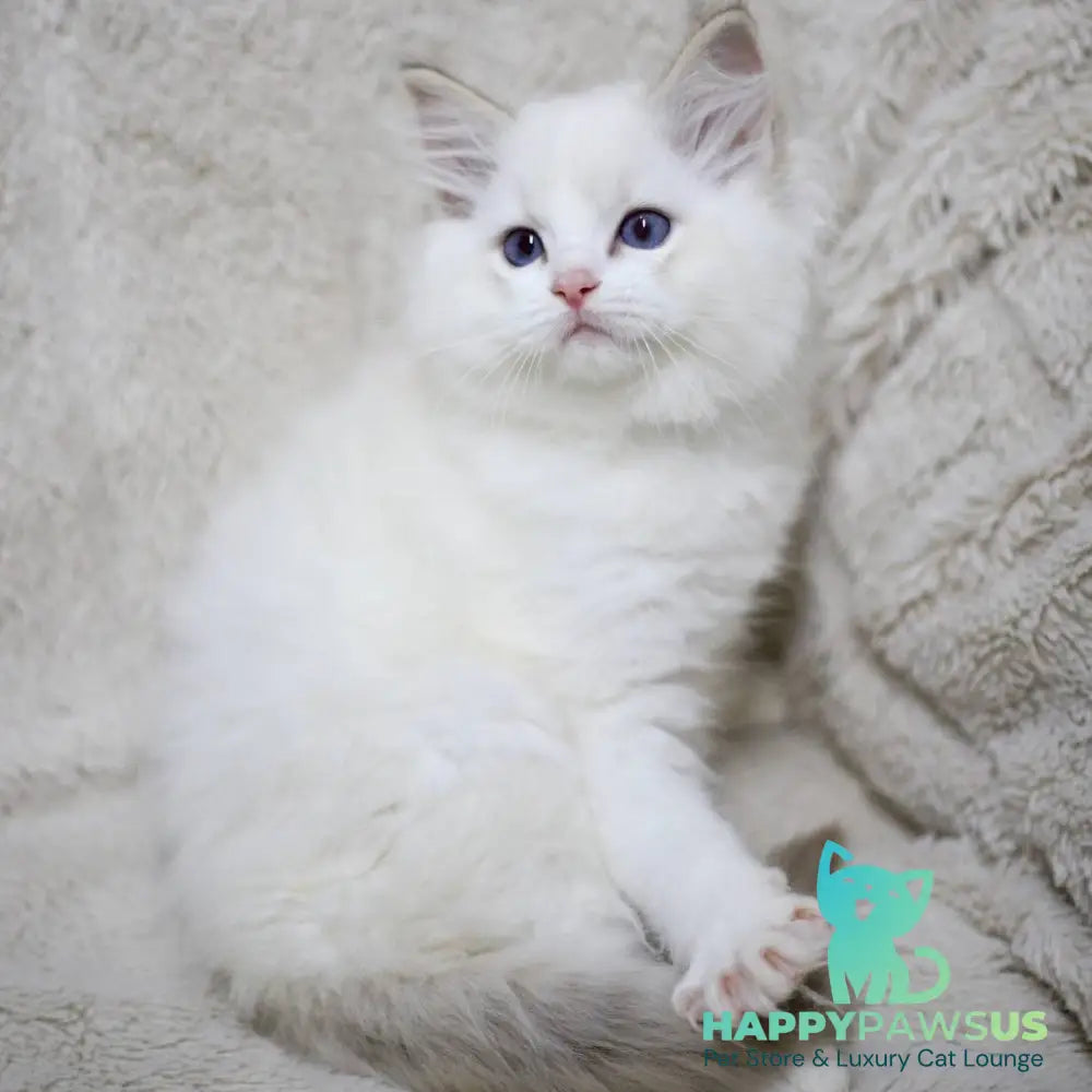 Kiki Ragdoll female black bicolour tabby - live animals