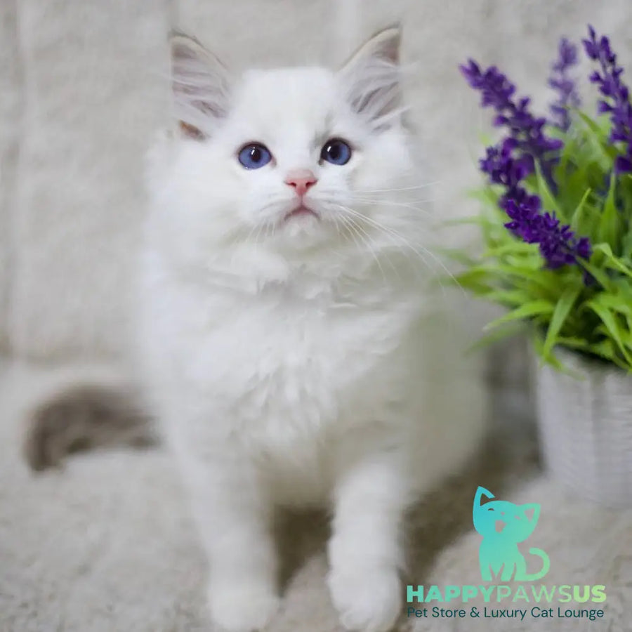 Kiki Ragdoll female black bicolour tabby - live animals