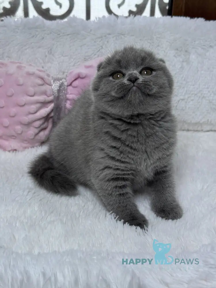 Kiki Scottish Fold female blue live animals