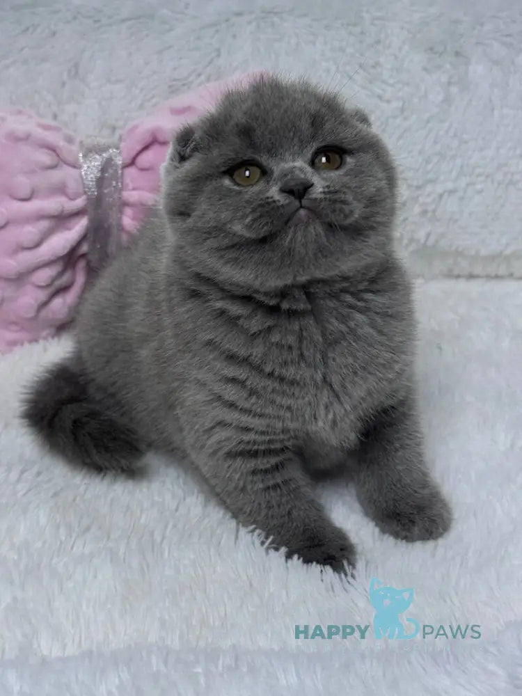 Kiki Scottish Fold female blue live animals