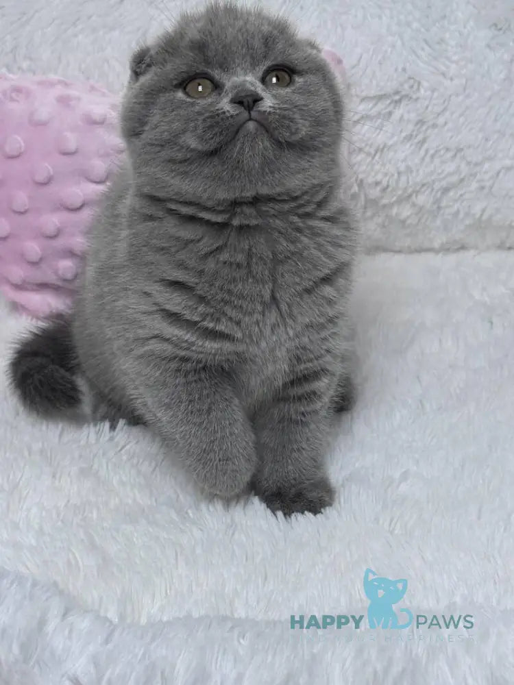 Kiki Scottish Fold female blue live animals