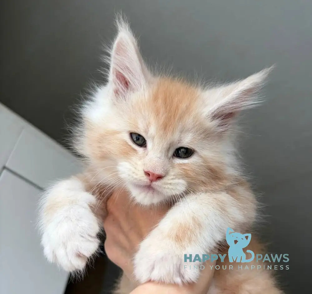 Kilian Maine Coon male red silver live animals
